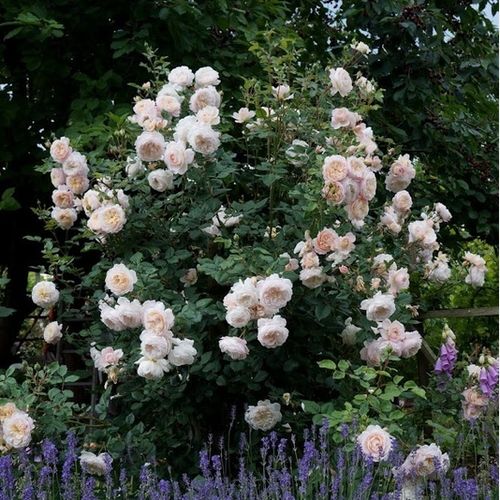 Blanco - Árbol de Rosas Inglesa - rosal de pie alto- forma de corona tupida